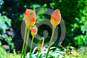 Kniphofia flowers closeup shot