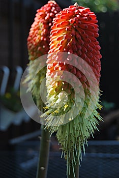 Kniphofia photo