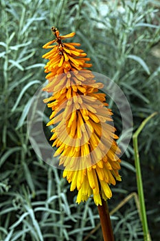 Kniphofia `Gladness