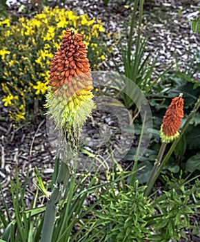 Kniphofia hirsuta also called tritoma, red hot poker, torch lily, knofflers, traffic lights or poker plant