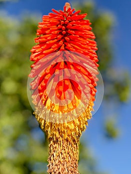 Kniphofia Linearifolia Flower and Blurry Background