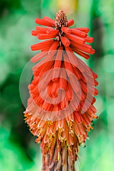 Kniphofia Northiae Octopus red-hot poker aloe flower colourful decorative plant closeup
