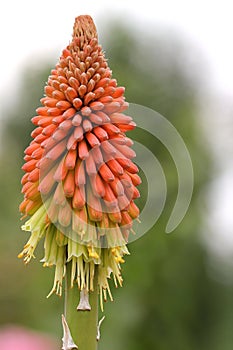 Kniphofia
