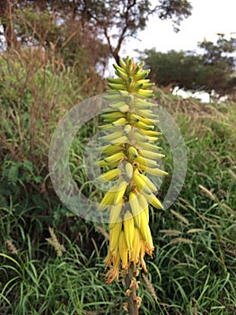 Kniphofia Plant Blossoming in Waimea on Kauai Island in Hawaii.