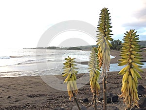 Kniphofia Plant Blossoming in Waimea on Kauai Island in Hawaii.