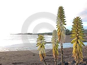 Kniphofia Plant Blossoming in Waimea on Kauai Island in Hawaii.