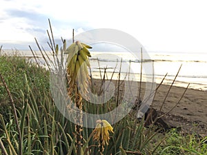 Kniphofia Plant Blossoming in Waimea on Kauai Island in Hawaii.