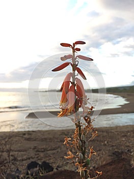 Kniphofia Plant Blossoming in Waimea on Kauai Island in Hawaii.