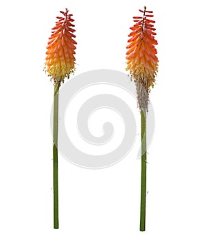 Kniphofia or Red Hot Poker flowers photo