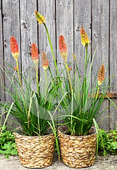 Kniphofia or Red Hot Poker Pants. photo