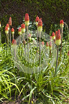 Kniphofia [Red hot Pokers]