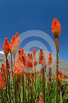 Kniphofia tritoma flowers in Colca valley