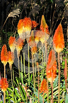 Kniphofia uvaria or Echo Rojo flower