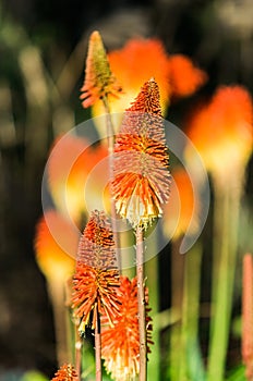 Kniphofia uvaria or Echo Rojo flower photo