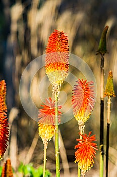 Kniphofia uvaria or Echo Rojo flower photo