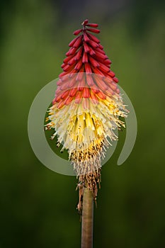 Kniphofia uvaria or poker plant photo