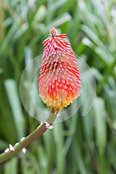 Kniphofia uvaria or poker plant photo