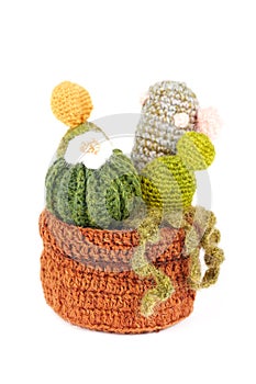 Knitted cactus flower with blossom in pot