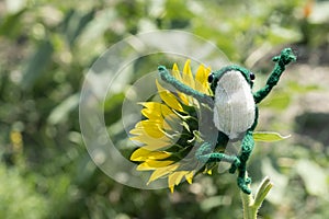 Knitted frog toy on a sunflower