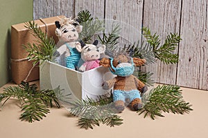 Knitted three bull toys gift for 2021. Gift box, toys bull and fir twigs on a geometric background