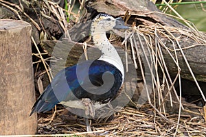 Knob billed Duck or Comb duck