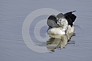 Knob-billed duck (Sarkidiornis melanotos)