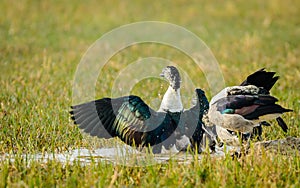 Knob-billed duck Stretching wings