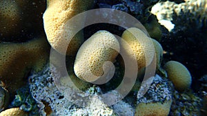 Knob coral (Goniastrea stelligera) close-up undersea, Red Sea