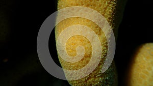 Knob coral (Goniastrea stelligera) close-up undersea, Red Sea