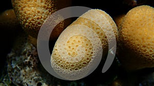 Knob coral (Goniastrea stelligera) close-up undersea, Red Sea