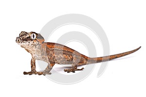 Knob-headed Giant Gecko (Rhacodactylus auriculatus)