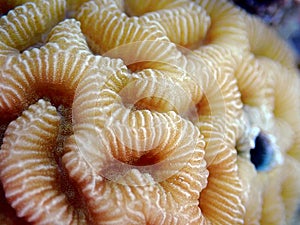 Knob LPS coral - (Favites rotundata), undersea macro photography