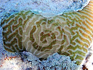 Knob LPS coral - & x28;Favites rotundata& x29;, undersea macro photography