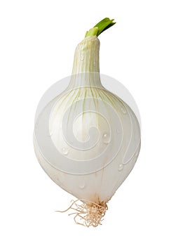 Knob Onion Isolated with clipping path