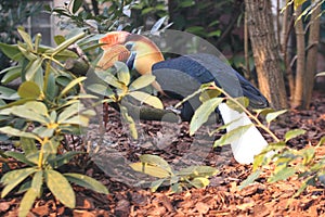 Knobbed hornbill