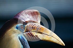 Knobbed Hornbill (Aceros cassidix)