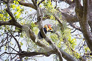 Knobbed hornbill, Aceros cassidix, fed walled female on the nest at a height of approximately 25 m.Tangkoko National Park, Sulaw