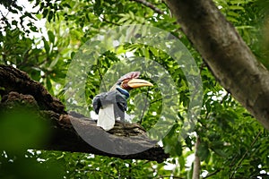 Knobbed hornbill, Aceros cassidix, fed walled female on the nest at a tree top.Tangkoko National Park, Sulawesi, Indonesia,