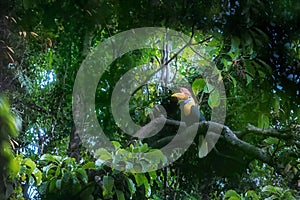 Knobbed hornbill, Aceros cassidix, sitting on branch at a tree top near its nest.Tangkoko National Park, Sulawesi, Indonesia,