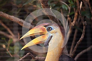 Knobbed hornbill bird Rhyticeros cassidix