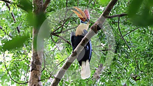 Knobbed hornbill male (Rhyticeros cassidix), endemic bird of Sulawesi, Indonesia