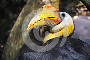 The knobbed hornbill (Rhyticeros cassidix)
