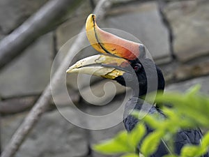 Knobbed hornbill, Rhyticeros cassidix, is one of the most beautiful hornbills