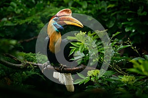 Knobbed Hornbill, Rhyticeros cassidix, from Sulawesi, Indonesia. Rare exotic bird detail eye portrait. Big red eye. Beautiful jung