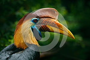 Knobbed Hornbill, Rhyticeros cassidix, from Sulawesi, Indonesia. Rare exotic bird detail eye portrait. Big red eye. Beautiful jung