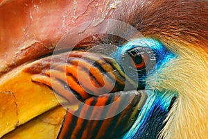 Knobbed Hornbill, Rhyticeros cassidix, from Sulawesi, Indonesia. Rare exotic bird detail eye portrait. Big red eye. Beautiful jung
