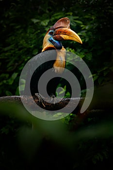 Knobbed Hornbill, Rhyticeros cassidix, from Sulawesi, Indonesia. Rare exotic bird detail eye portrait. Big red eye. Beautiful jung