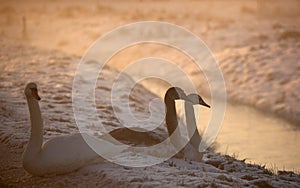 Knobbelzwaan, Mute Swan, Cygnus olor