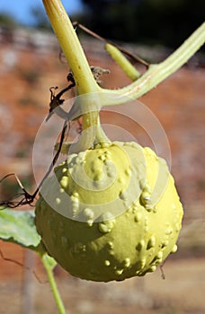 Knobbly gourd