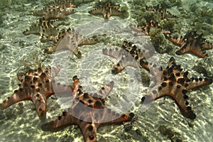 Knobbly Sea Star, Mabul Island, Sabah